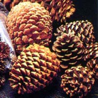 Pine Cones - Ponderosa - 25