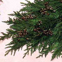 Western Red Cedar - 3lb