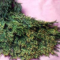 Incense Cedar - 3lb