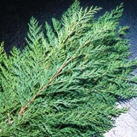 Western Red Cedar - 15lb