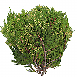 3lb Fresh Christmas Greens - Incense Cedar