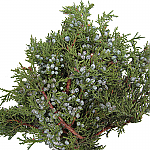 3lb Fresh Christmas Greens - Blue Berried Juniper