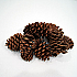 Pine Cones - Ponderosa Pinecones