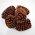 Pine Cones - Jeffrey Cones