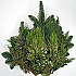 Fresh Christmas Centerpieces Golden Elegance Centerpiece