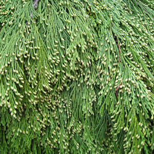 Incense Cedar - 15lb Christmas Greens