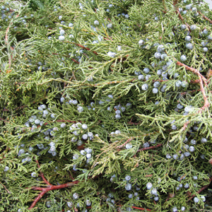 Blue Berried Juniper - 15lb Christmas Greens