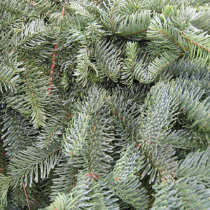 Noble Fir - 15lb Christmas Greens