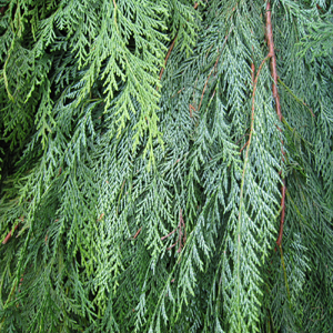 Western Red Cedar - 15lb Christmas Greens