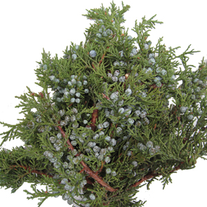 Blue Berried Juniper - 3lb Christmas Greens