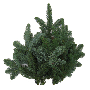 Noble Fir - 3lb Christmas Greens