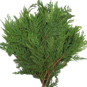 Western Red Cedar - 3lb Christmas Greens