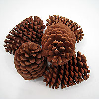 Pine Cones - 5 Jeffrey Cones