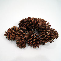 Pine Cones - Ponderosa Cones