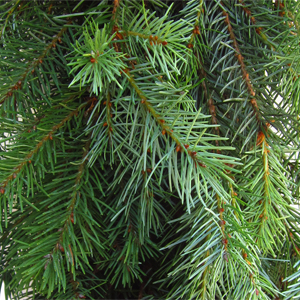 Douglas Fir - 15lb Christmas Greens