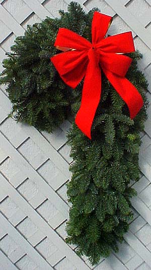 Noble Fir Candy Cane